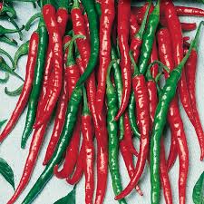 Chili Seeds for Planting – Red & Green Heirloom Non-GMO Hot Pepper Organic Garden Seeds, High Germination
