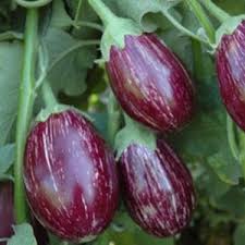 Eggplant Vegetable Seeds for Planting – Red & Green Heirloom Hybrid Non-GMO, High Germination Organic Garden Seeds