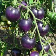 Tomato Seeds for Planting Black – Heirloom, Non-GMO seeds, rich and bold fruit for gardens