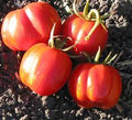 Vegetable Seeds,Garden seeds, Seeds For Planting,Plant Seeds