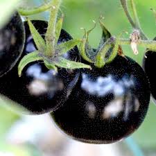 Tomato Vegetable Seeds for Planting – Heirloom Non-GMO Dark Blue Tomatoes – High Germination Organic Garden Seeds