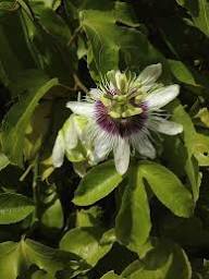 Passion Flower Seeds for Planting – Pistachio Green, Seasonal Bloomer, Heirloom, Non-GMO