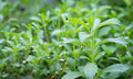 Herb Seeds,Garden seeds, Seeds For Planting,Plant Seeds