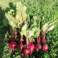 Dark Pink Beetroot Seeds for Planting – Heirloom Non-GMO High Germination Organic Garden Seeds, Nutritious Root Vegetable