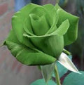 Rose Flower Seeds for Planting - Light Green 100 pcs - Colorful Display, Heirloom & GMO Free Seeds for Home Garden