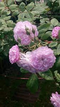 Light Pink Rose Flower Seeds for Planting | Cottage Garden Heirloom, Non-GMO, High Germination Seeds