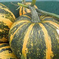 Vegetable Seeds,Garden seeds, Seeds For Planting,Plant Seeds