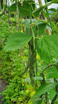 Rattlesnake Bean Seeds for Planting – Heirloom Non-GMO Striped Pole Beans – Organic Garden Seeds, High Germination