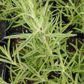 Herb Seeds,Garden seeds, Seeds For Planting,Plant Seeds