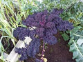 Red Veins Scarlet Kale Seeds for Planting – Heirloom & Non-GMO Vegetable Seeds