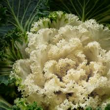 Kale Seeds for Planting White – Heirloom, Non-GMO, Nutritious & Elegant – Organic Garden Seeds