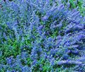 Herb Seeds,Garden seeds, Seeds For Planting,Plant Seeds