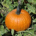 Vegetable Seeds,Garden seeds, Seeds For Planting,Plant Seeds