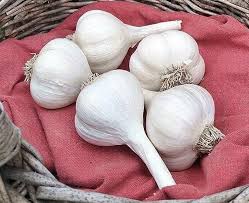 Elephant Garlic Seeds for Planting – White Heirloom Non-GMO, Gourmet Organic Garden Cloves, High Germination