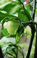 Green Solanum Seeds for Planting – Heirloom & Non-GMO Exotic Vegetable for Tropical Gardens