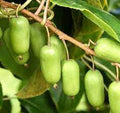 Fruit Seeds,Garden seeds, Seeds For Planting,Plant Seeds