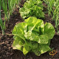 Miners Lettuce Seeds for Planting – Heirloom, Non-GMO, Shade-Tolerant Organic Garden Seeds with High Germination for Fresh Greens