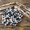 Brown White Calypso Bean Seeds for Planting – Heirloom & Non-GMO Seeds, Striking Bi-Colored Beans
