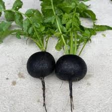 Radish Vegetable Seeds for Planting – Heirloom Non-GMO, Deep Black Roots, High Germination Organic Garden Seeds