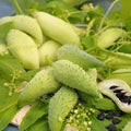 Cyclanthera Seeds for Planting – Heirloom Non-GMO High Germination Seeds for Unique Organic Gardens