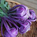 Vegetable Seeds,Garden seeds, Seeds For Planting,Plant Seeds