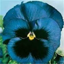 Pansy Flower Seeds for Planting, Mixed Colour – Heirloom, Non-GMO, High Germination Cut Flower Favorite