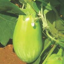 Eggplant Vegetable Seeds for Planting – Heirloom Non-GMO Green Variety – High Germination