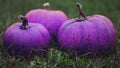 Vegetable Seeds,Garden seeds, Seeds For Planting,Plant Seeds