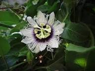 Passion Flower Seeds for Planting – Pistachio Green, Seasonal Bloomer, Heirloom, Non-GMO
