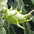 Fresh Light Green Pitaya fruit seeds for planting - Heirloom & Non-GMO Garden seeds, exotic fruits for easy home growing