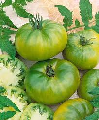 Green Tomato Vegetable Seeds for Planting – Heirloom Non-GMO Zesty Flavor Variety