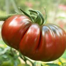 Black Krim Tomato Vegetable Seeds for Planting – Heirloom Non-GMO Dark Fruit Variety