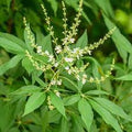 Herb Seeds,Garden seeds, Seeds For Planting,Plant Seeds