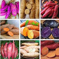 Sweet Potato Seeds for Planting – Mixed Heirloom, Non-GMO, High Germination Organic Garden Seeds for Edible Roots
