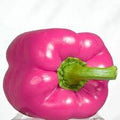 Vegetable Seeds,Garden seeds, Seeds For Planting,Plant Seeds