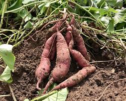 Sweet Potato Vegetable Seeds for Planting – Heirloom Non-GMO Organic Garden Seeds, Violet Tubers