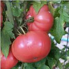 Tomato Vegetable Seeds for Planting – Heirloom Non-GMO Soft Pink Variety – High Germination, Mild Flavor