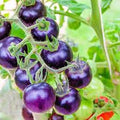 Vegetable Seeds,Garden seeds, Seeds For Planting,Plant Seeds
