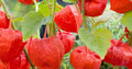 Red Alkekengi Plant Seeds for Planting – Heirloom & Non-GMO Garden Seeds for Ornamental & Edible