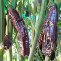 Chocolate Aji Panca Pepper Seeds for Planting – Heirloom Non-GMO Mild Chili Vegetable Seeds with High Germination for Organic Gardens
