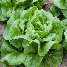Buttercrunch Lettuce Seeds – Heirloom Non-GMO Organic Garden Seeds for Planting, Crisp and Tender Greens