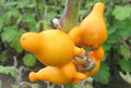Nipple Fruit Seeds for Planting – Heirloom & Non-GMO Garden seeds, rare vibrant fruits for unique gardens
