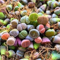 Living Stone Sempervivum Flower Seeds for Planting, Heirloom Non-GMO, High Germination