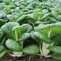 Dwarf Pak Choi Vegetable Seeds for Planting – Heirloom, Non-GMO Vegetable Seeds