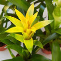 Flower Seeds, Seeds,Seeds For Planting,Plant Seeds