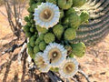 Green Saguaro Flower Seeds for Planting – Heirloom & Non-GMO Garden Seeds