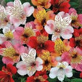 Alstroemeria Flower Seeds for Planting – Wildflower Mix, Heirloom, Non-GMO, High Germination Organic Garden Seeds for Home Garden