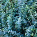 Herb Seeds,Garden seeds, Seeds For Planting,Plant Seeds