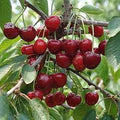Fruit Seeds,Garden seeds, Seeds For Planting,Plant Seeds
