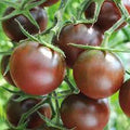 Vegetable Seeds,Garden seeds, Seeds For Planting,Plant Seeds